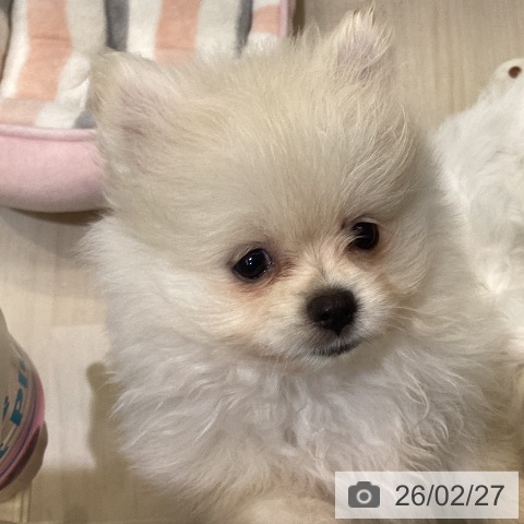 ポメラニアンの写真