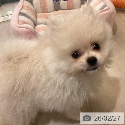 ポメラニアンの写真