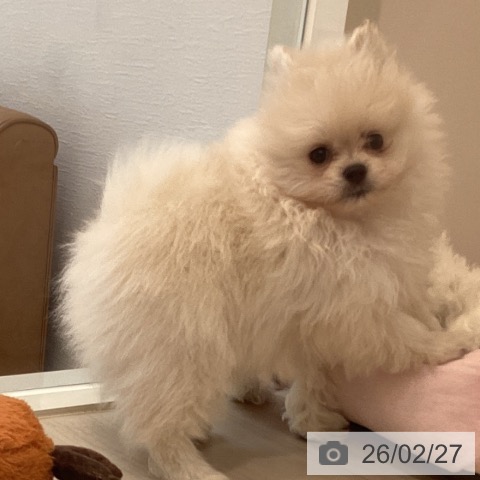 ポメラニアンの写真