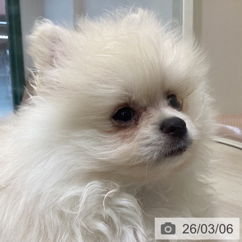 ポメラニアンの写真