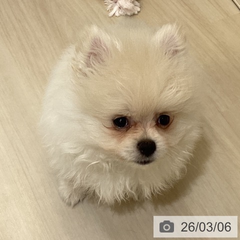 ポメラニアンの写真