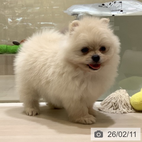 ポメラニアンの写真