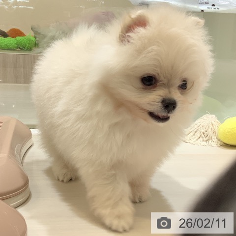 ポメラニアンの写真