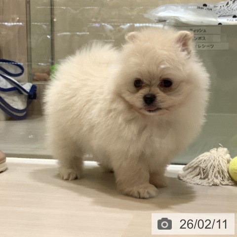 ポメラニアンの写真