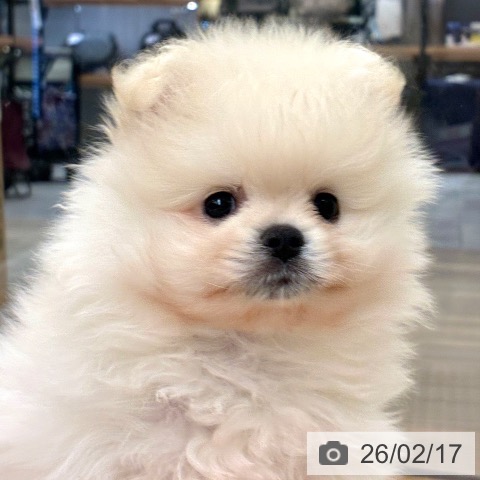 埼玉県のポメラニアン (ペットプラス 八潮店/2025年12月13日生まれ/男の子/クリーム)の子犬の3枚目の画像