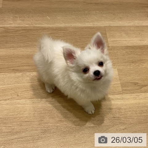 岩手県のチワワ(ロング) (ペットプラス 盛岡南店/2025年12月13日生まれ/男の子/ホワイトクリーム)の子犬の3枚目の画像