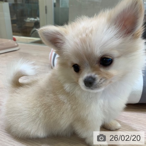 千葉県のチワワ(ロング) (ペットプラス 幕張新都心店/2025年12月13日生まれ/女の子/クリームホワイト)の子犬の4枚目の画像