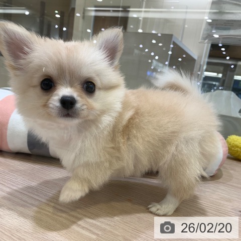 千葉県のチワワ(ロング) (ペットプラス 幕張新都心店/2025年12月13日生まれ/女の子/クリームホワイト)の子犬の3枚目の画像