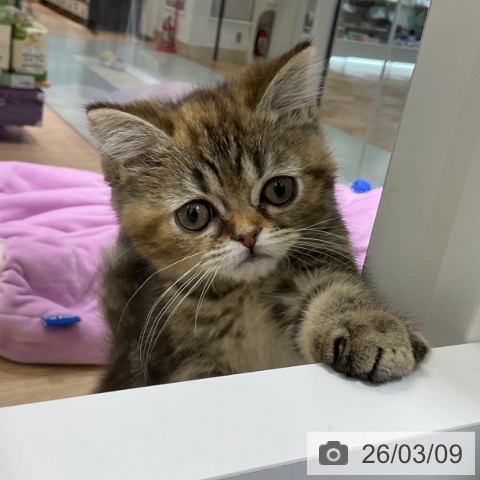 スコティッシュフォールドの写真