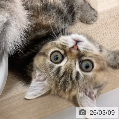 スコティッシュフォールドの写真