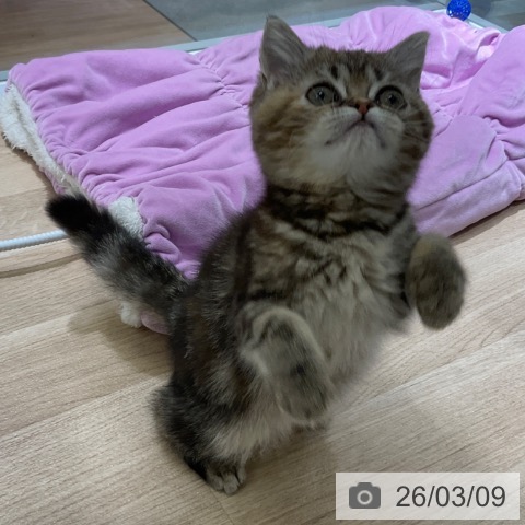 スコティッシュフォールドの写真