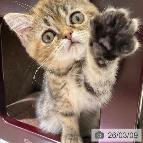 スコティッシュフォールドの写真