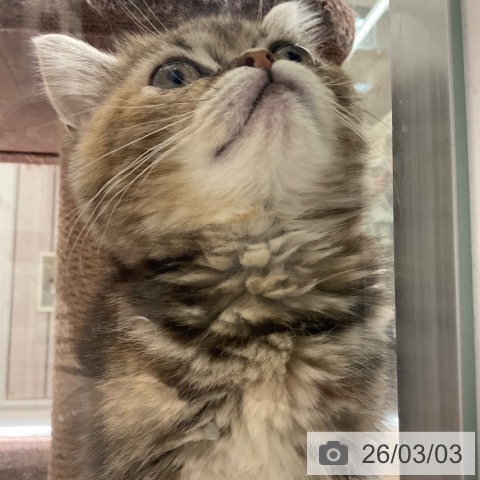 東京都のスコティッシュフォールド (ペットプラス 立川高島屋S.C.店/2025年11月29日生まれ/女の子/ブラウンタビー)の子猫の4枚目の画像