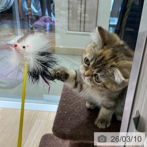 スコティッシュフォールドの写真