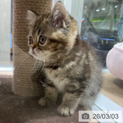 東京都のスコティッシュフォールド (ペットプラス 立川高島屋S.C.店/2025年11月29日生まれ/女の子/ブラウンタビー)の子猫の3枚目の画像