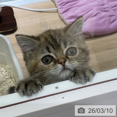 スコティッシュフォールドの写真