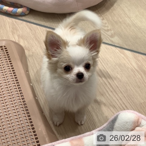 埼玉県のチワワ(ロング) (ペットプラス 川口店/2025年12月1日生まれ/女の子/ホワイトクリーム)の子犬の4枚目の画像