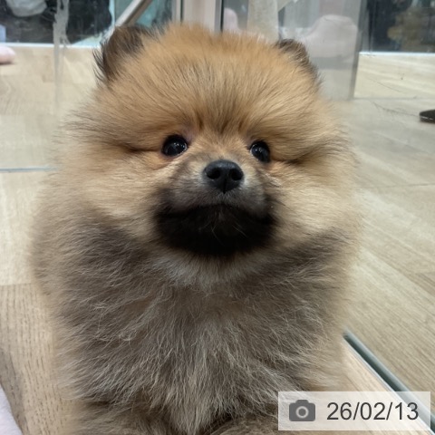 ポメラニアンの写真