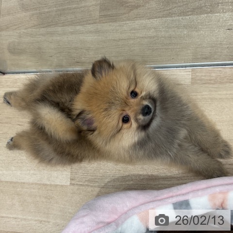 群馬県のポメラニアン (ペットプラス イオンモール太田店/2025年12月13日生まれ/男の子/オレンジ)の子犬の3枚目の画像