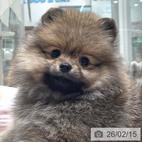 長野県のポメラニアン (ペットプラス 須坂店/2025年12月13日生まれ/男の子/オレンジ)の子犬の4枚目の画像