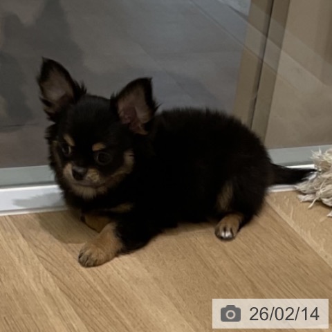 岩手県のチワワ(ロング) (ペットプラス 盛岡南店/2025年12月5日生まれ/男の子/ブラックタンホワイト)の子犬の3枚目の画像