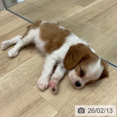 群馬県のキャバリアキングチャールズスパニエル (ペットプラス イオンモール太田店/2025年12月13日生まれ/男の子/ブレンハイム)の子犬の3枚目の画像