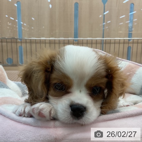 埼玉県のキャバリアキングチャールズスパニエル (ペッツワン 浦和美園店/2025年12月13日生まれ/男の子/ブレンハイム)の子犬の4枚目の画像