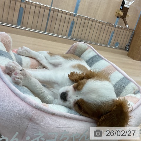 埼玉県のキャバリアキングチャールズスパニエル (ペッツワン 浦和美園店/2025年12月13日生まれ/男の子/ブレンハイム)の子犬の3枚目の画像