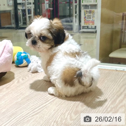 東京都のシーズー (ペットプラス 板橋店/2025年12月13日生まれ/男の子/ホワイトゴールド)の子犬の4枚目の画像