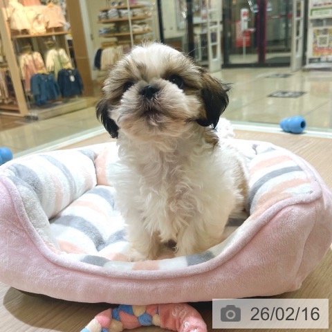 東京都のシーズー (ペットプラス 板橋店/2025年12月13日生まれ/男の子/ホワイトゴールド)の子犬の3枚目の画像