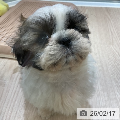 埼玉県のシーズー (ペットプラス 上尾店/2025年12月13日生まれ/男の子/ホワイトゴールド)の子犬の4枚目の画像