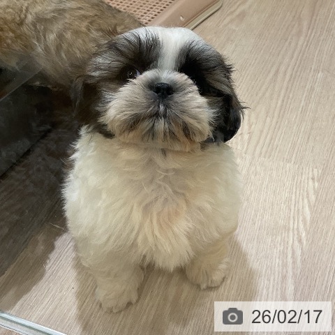 埼玉県のシーズー (ペットプラス 上尾店/2025年12月13日生まれ/男の子/ホワイトゴールド)の子犬の3枚目の画像