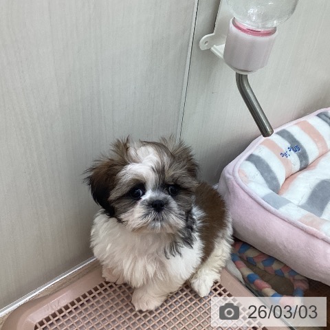 シー・ズーの写真