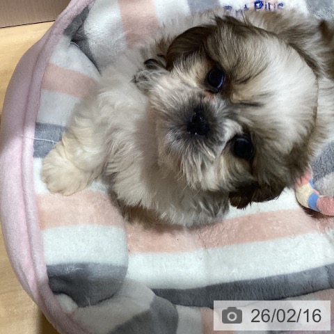 埼玉県のシーズー (ペットプラス 与野店/2025年12月13日生まれ/女の子/ホワイトゴールド)の子犬の4枚目の画像