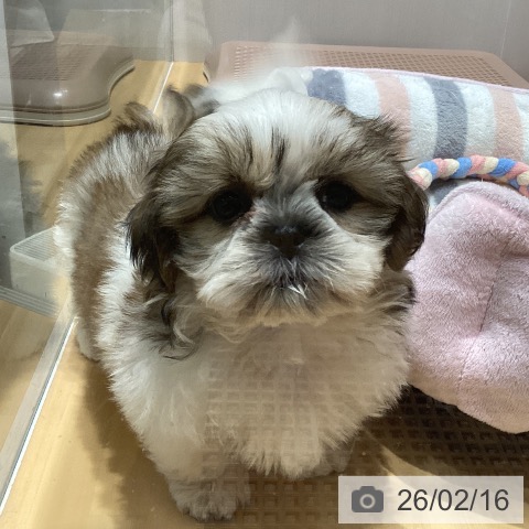 埼玉県のシーズー (ペットプラス 与野店/2025年12月13日生まれ/女の子/ホワイトゴールド)の子犬の3枚目の画像