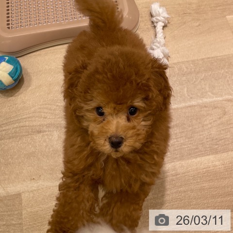 東京都のトイプードル(トイ) (ペットプラス MARK IS 葛飾かなまち店/2025年12月14日生まれ/男の子/レッド)の子犬の4枚目の画像