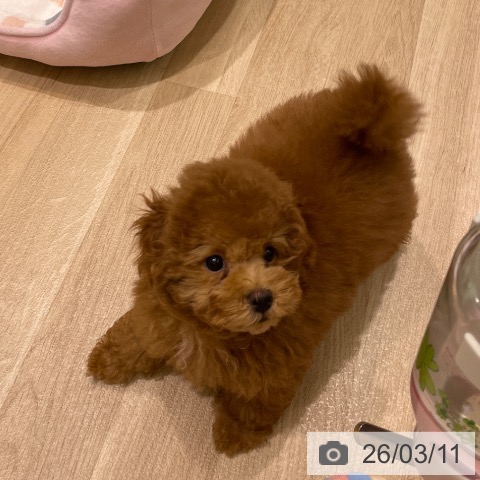 東京都のトイプードル(トイ) (ペットプラス MARK IS 葛飾かなまち店/2025年12月14日生まれ/男の子/レッド)の子犬の3枚目の画像