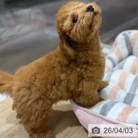 トイ・プードルの写真