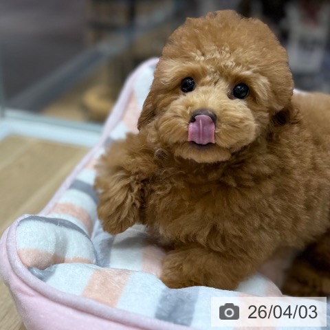 東京都のトイプードル(トイ) (ペットプラス MARK IS 葛飾かなまち店/2025年12月14日生まれ/男の子/レッド)の子犬の4枚目の画像