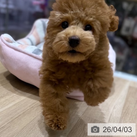 東京都のトイプードル(トイ) (ペットプラス MARK IS 葛飾かなまち店/2025年12月14日生まれ/男の子/レッド)の子犬の3枚目の画像