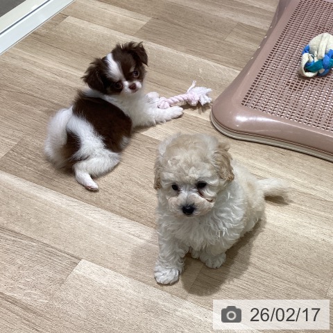 宮城県のトイプードル(トイ) (ペットプラス 仙台上杉店/2025年12月14日生まれ/男の子/クリーム)の子犬の4枚目の画像