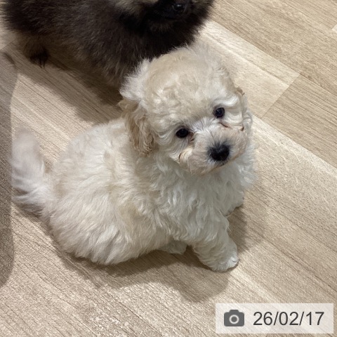 宮城県のトイプードル(トイ) (ペットプラス 仙台上杉店/2025年12月14日生まれ/男の子/クリーム)の子犬の3枚目の画像