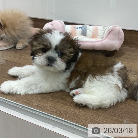 埼玉県のシーズー (ペッツワン 吉川美南店/2025年12月14日生まれ/男の子/ゴールドホワイト)の子犬の4枚目の画像