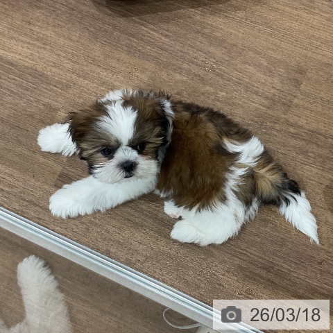 埼玉県のシーズー (ペッツワン 吉川美南店/2025年12月14日生まれ/男の子/ゴールドホワイト)の子犬の3枚目の画像