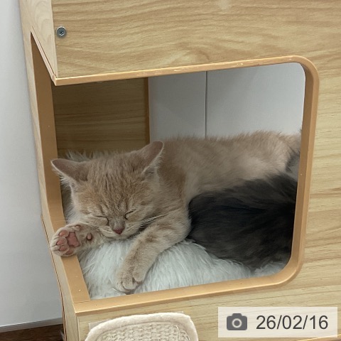 千葉県のブリティッシュショートヘアー (ペッツワン 千葉ニュータウン店/2025年11月30日生まれ/男の子/クリーム)の子猫の3枚目の画像