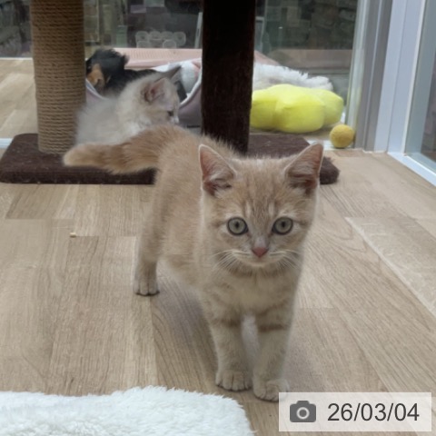 ブリティッシュショートヘアの写真