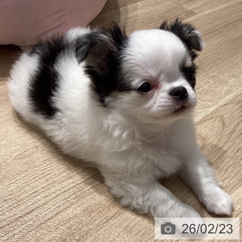 埼玉県のチワワ(ロング) (ペットプラス ピオニウォーク東松山店/2025年12月13日生まれ/男の子/ホワイトブラックタン)の子犬の4枚目の画像