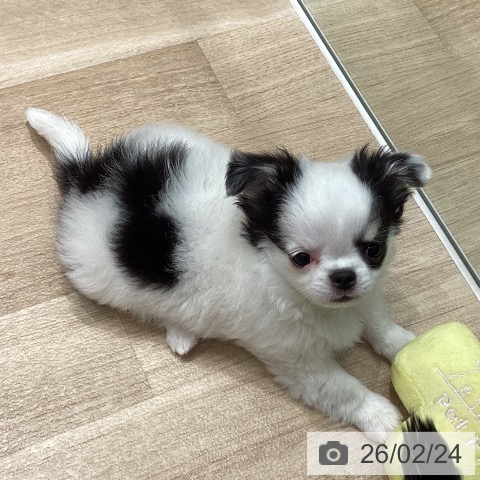 埼玉県のチワワ(ロング) (ペットプラス ピオニウォーク東松山店/2025年12月13日生まれ/男の子/ホワイトブラックタン)の子犬の3枚目の画像