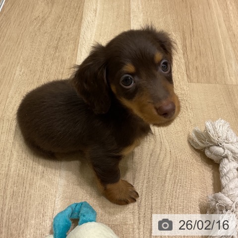 岩手県のカニンヘンダックスフンド(ロング) (ペットプラス 盛岡南店/2025年12月12日生まれ/男の子/チョコレートタン)の子犬の3枚目の画像