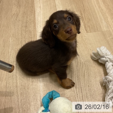 岩手県のカニンヘンダックスフンド(ロング) (ペットプラス 盛岡南店/2025年12月12日生まれ/男の子/チョコレートタン)の子犬の4枚目の画像